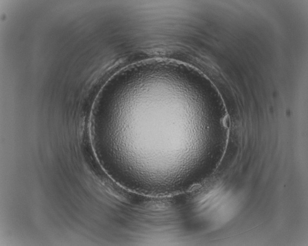 X0000062650652200512230857