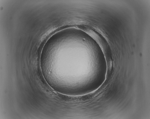 X0000062650675200512230856