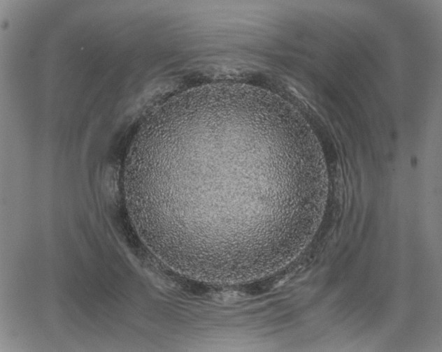 X0000062650695200512230856