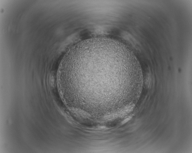 X0000062650715200512230856