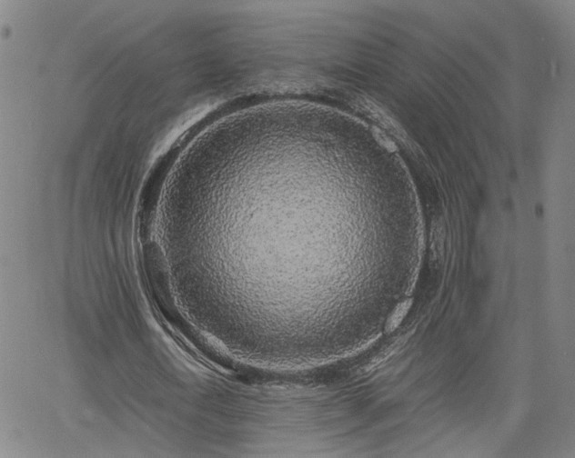 X0000062650722200512230855