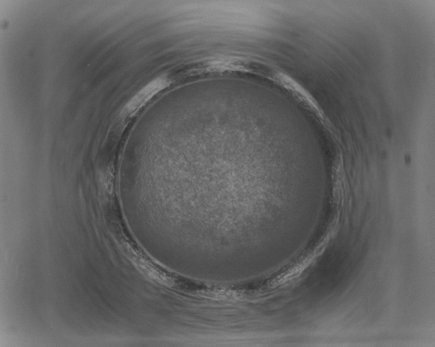 X0000062650785200512230855