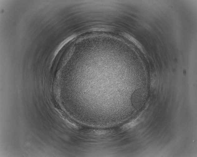 X0000062650829200512230853