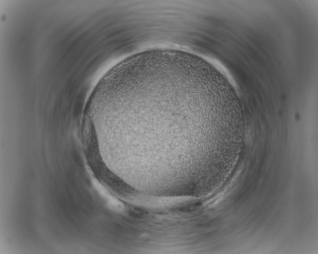 X0000062650903200512230853