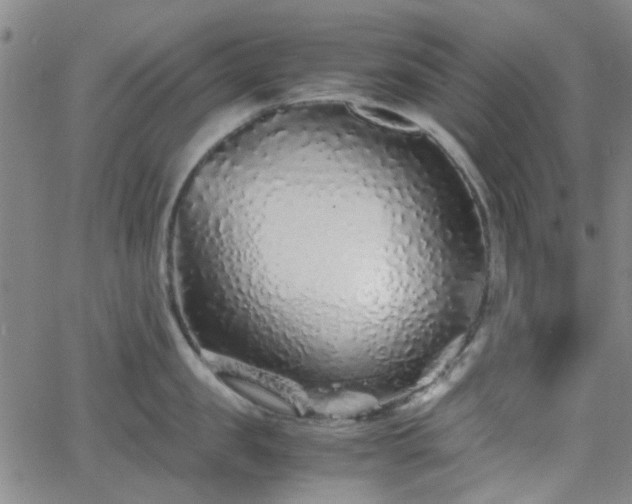 X0000062650957200512230852