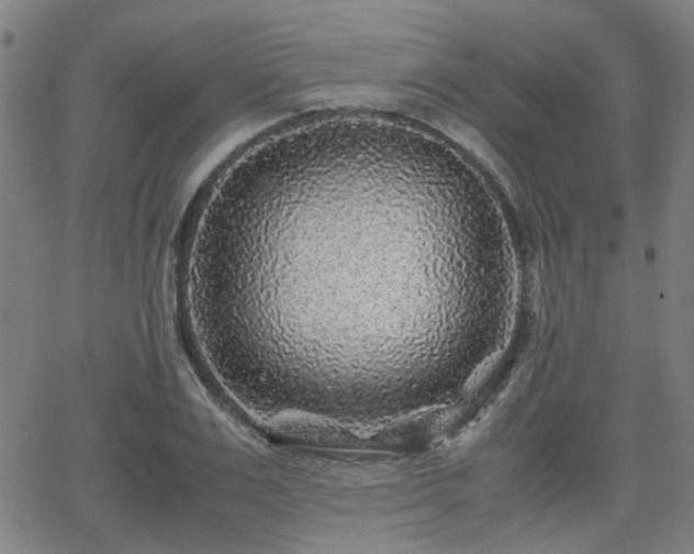 X0000062650983200512230851