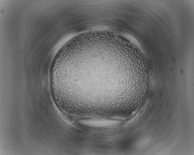 X0000062651047200512230851
