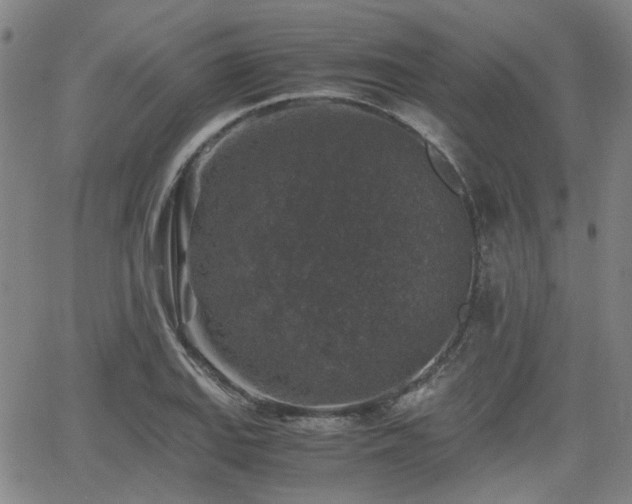 X0000062651127200512230849