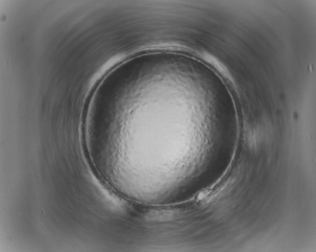 X0000062651237200512230848
