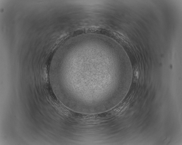 X0000062651252200512230847