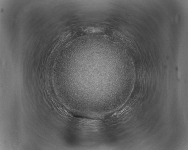 X0000062651393200512230844