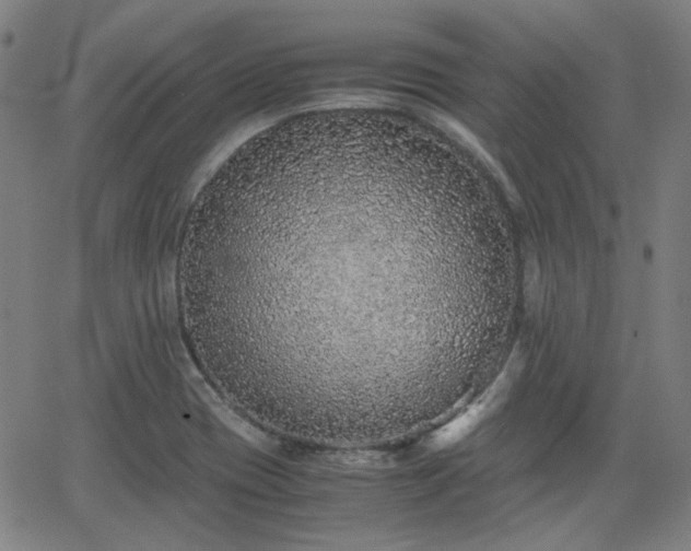 X0000062651417200512230844
