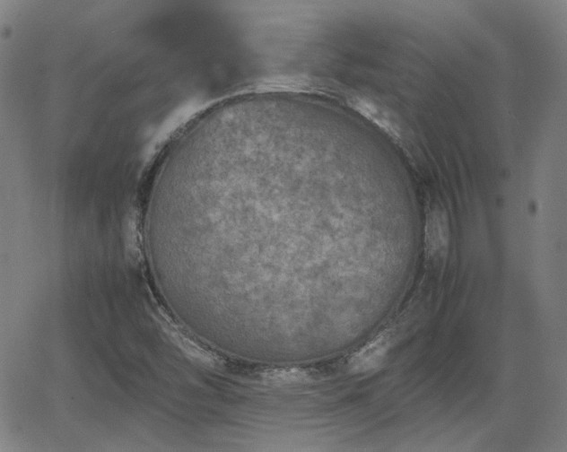 X0000062651454200512230844