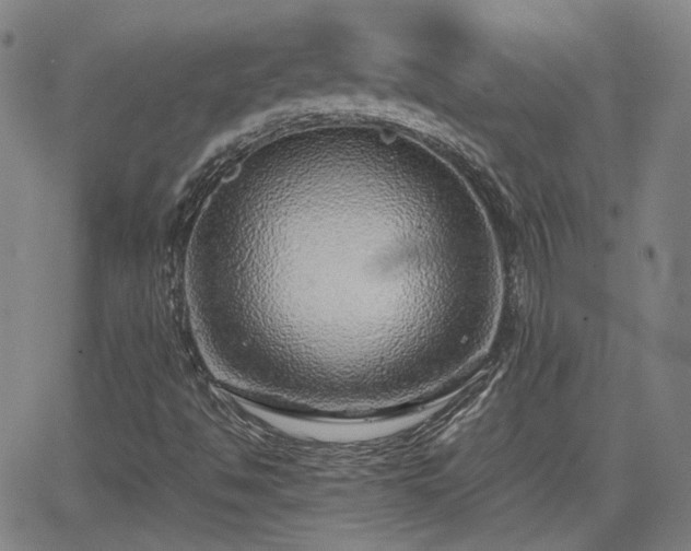 X0000062651494200512230842