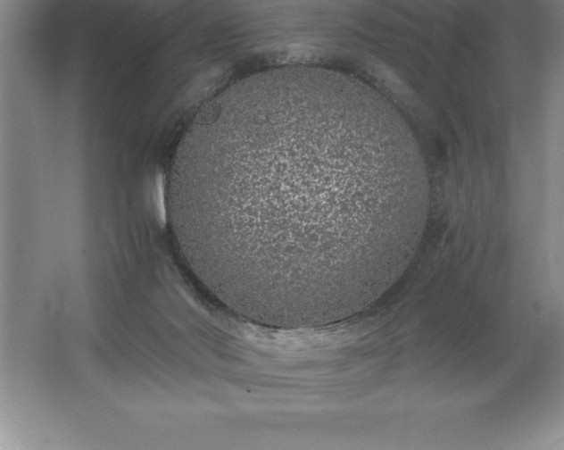 X0000062650022200512281659