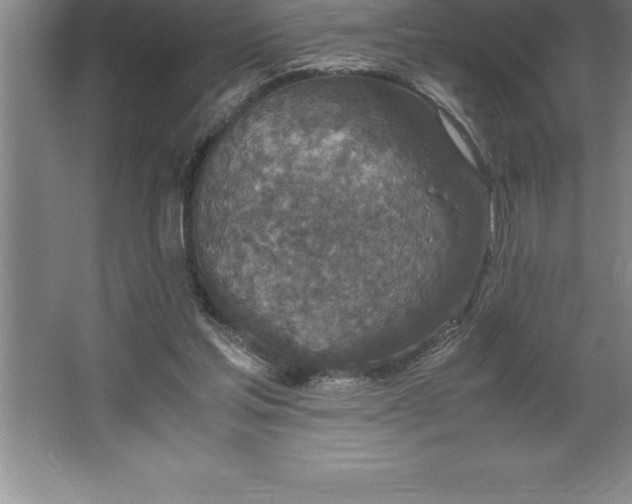 X0000062650205200512281656