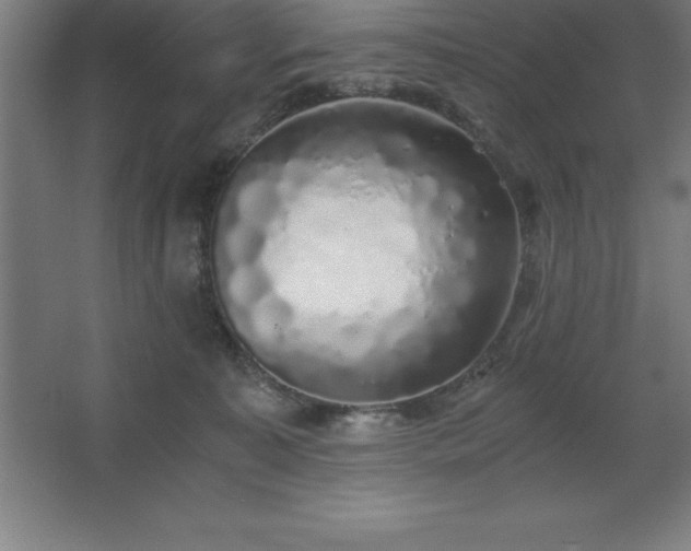 X0000062650323200512281654