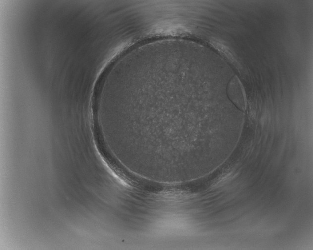 X0000062650630200512281648