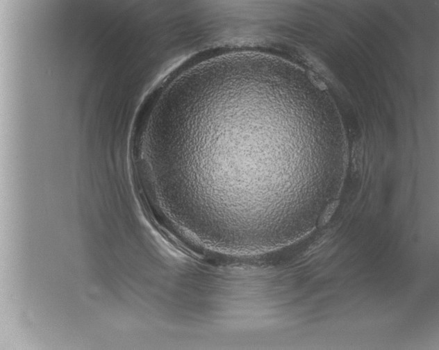 X0000062650722200512281646