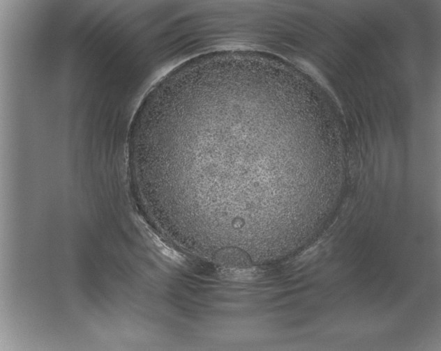 X0000062650831200512281645