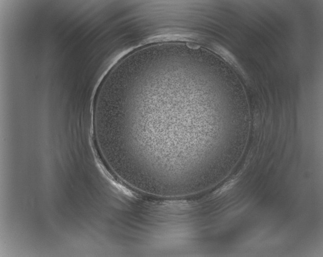 X0000062650844200512281645