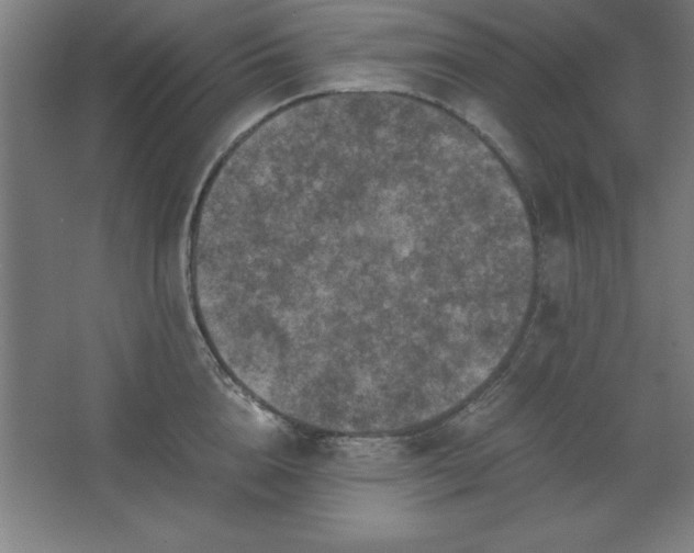 X0000062650856200512281645