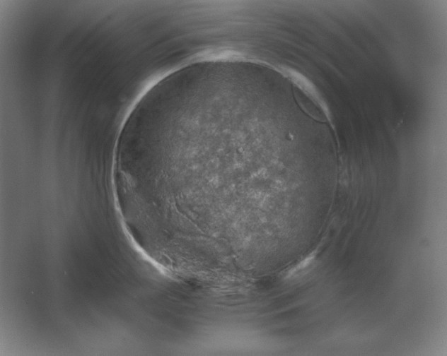 X0000062650863200512281645