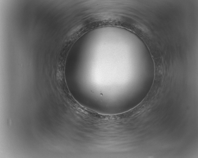 X0000062650869200512281644