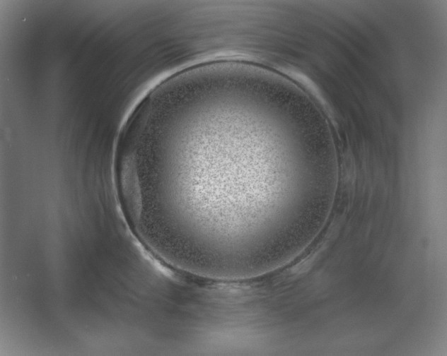 X0000062650910200512281644