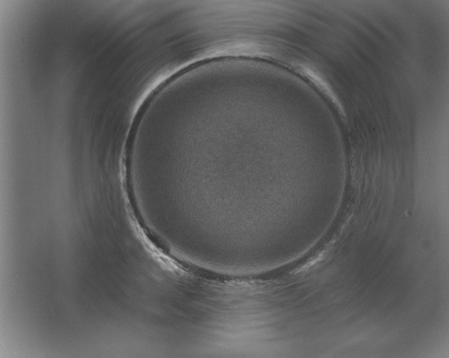 X0000062650944200512281643