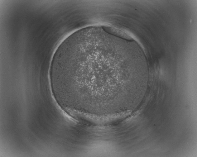 X0000062650959200512281644