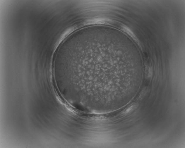 X0000062650994200512281642