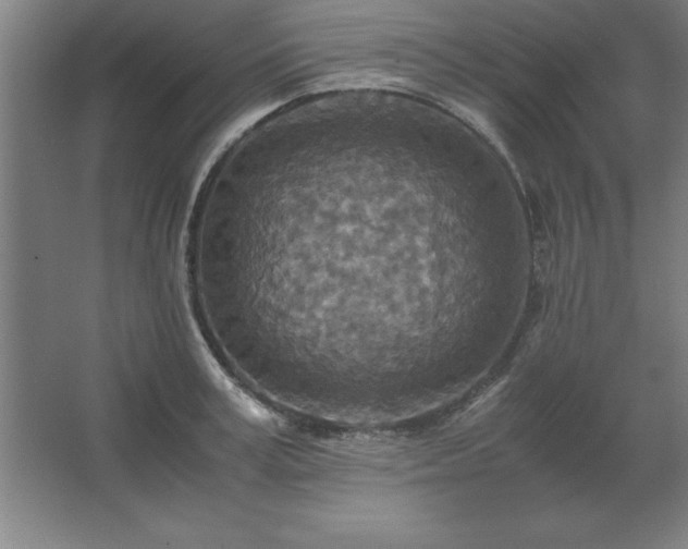 X0000062650995200512281642