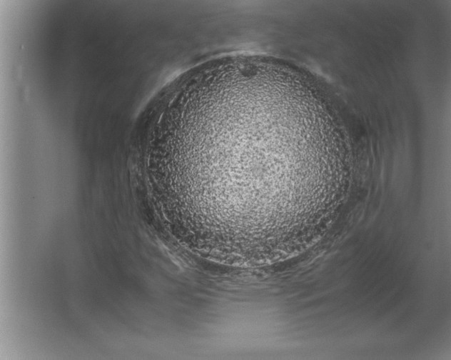 X0000062651255200512281638