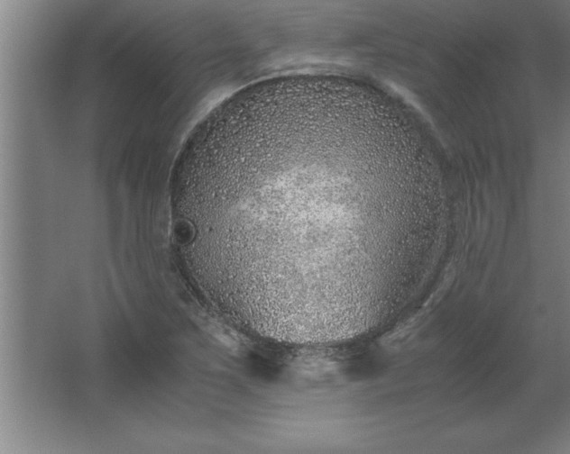 X0000062651267200512281638