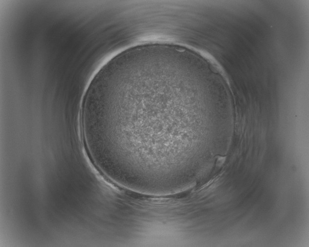 X0000062651295200512281637