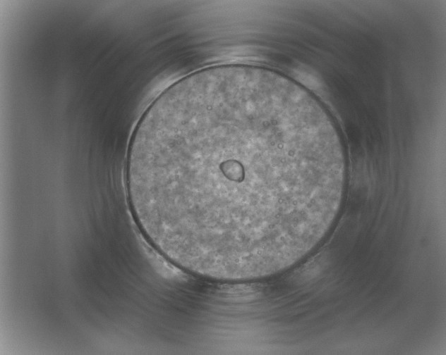 X0000062651338200512281637