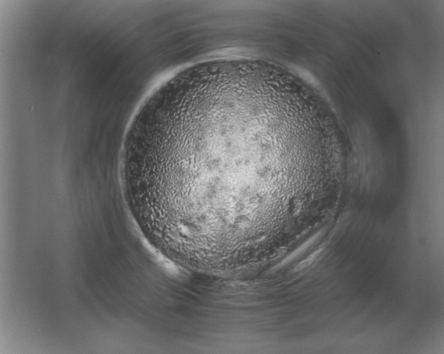 X0000062651421200512281635