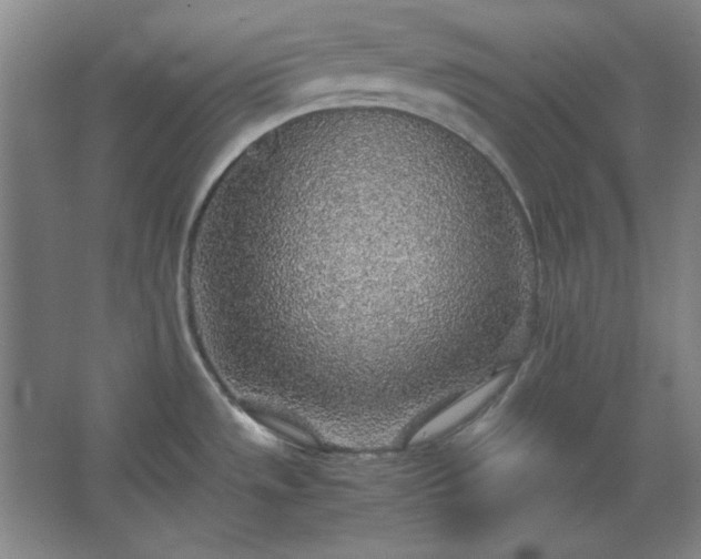 X0000062651533200512281634