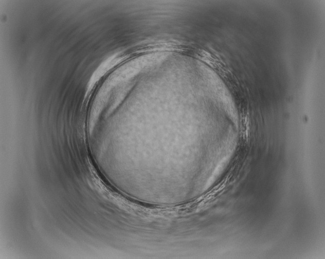 X0000062650004200601040930