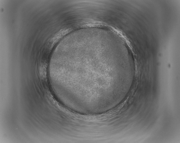 X0000062650010200601040930