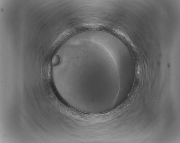 X0000062650023200601040929