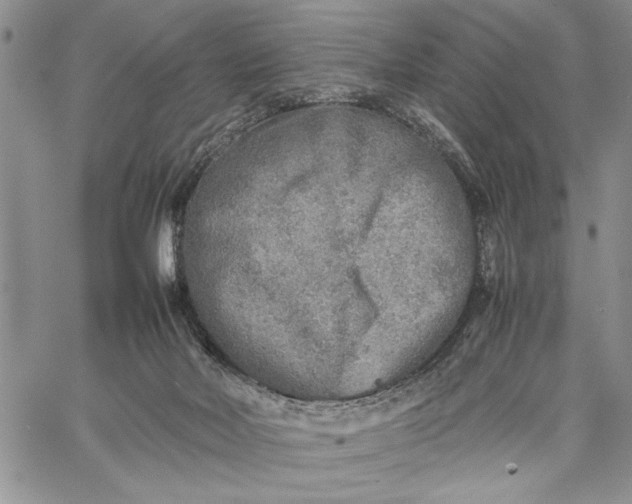 X0000062650026200601040929