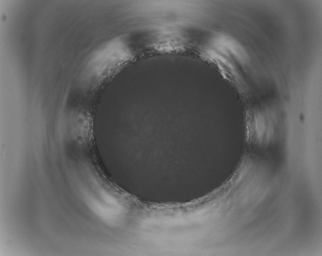 X0000062650029200601040929