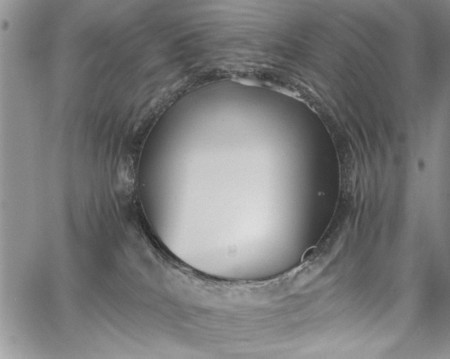 X0000062650040200601040929