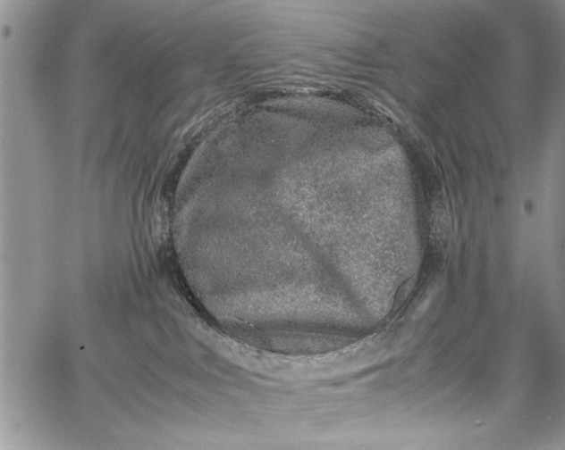 X0000062650043200601040929