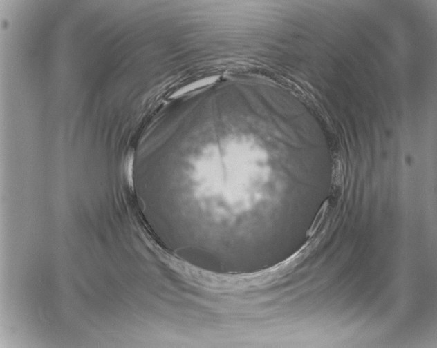 X0000062650047200601040929