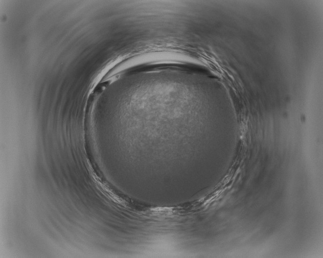 X0000062650052200601040928