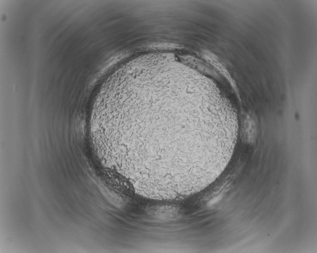 X0000062650063200601040929