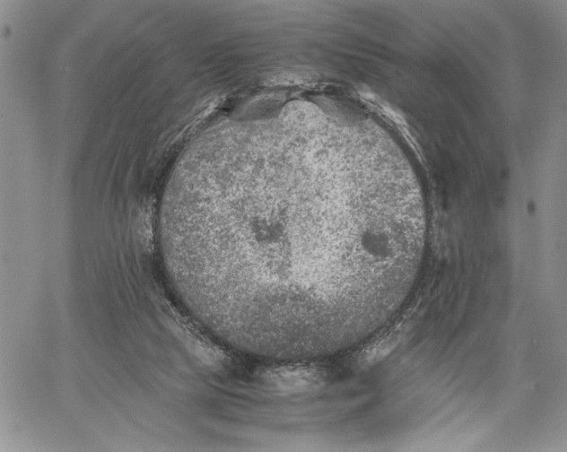 X0000062650065200601040929